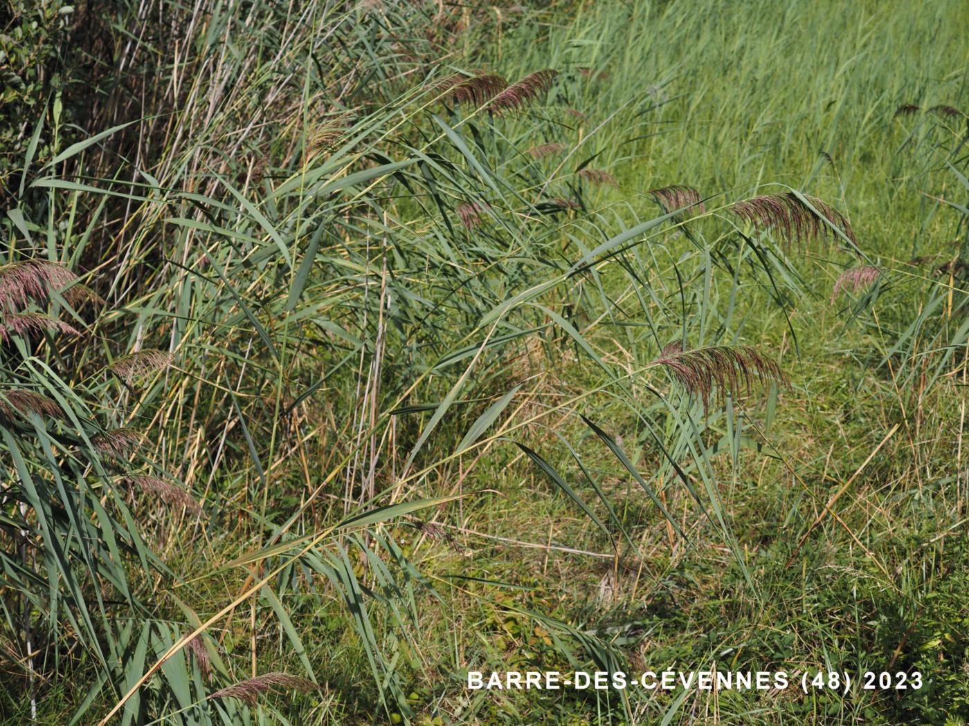 Reed, Common plant